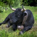 نهنگ‌ها با خرید بیش از ۱۰,۰۰۰ BTC آغازگر موج جدید انباشت بیت کوین