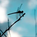 چالش‌های حقوقی شرکت Dragonfly در پی پیگیری پرونده Tornado Cash توسط وزارت دادگستری آمریکا