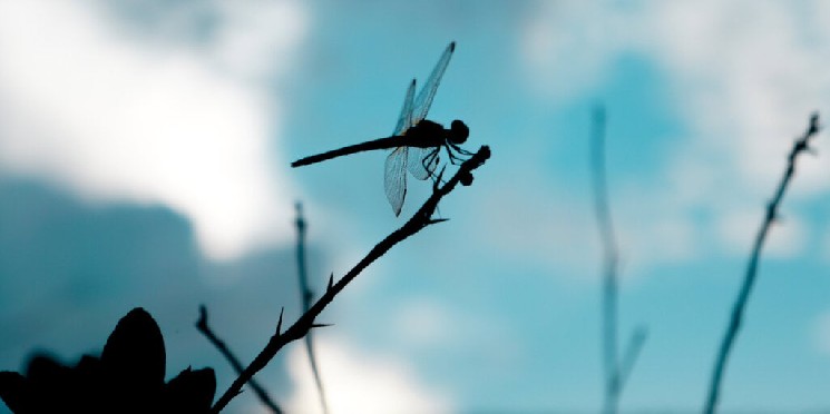 چالش‌های حقوقی شرکت Dragonfly در پی پیگیری پرونده Tornado Cash توسط وزارت دادگستری آمریکا
